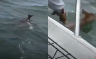They rescue a fawn that was swimming in the high seas in the middle of a storm