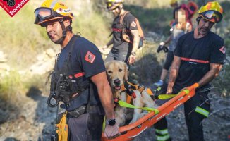 Firefighters rescue a golden retriever in Serra Gelada after not being able to continue the journey with its owners due to fatigue