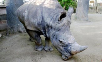 Pedro, the iconic rhinoceros at the Barcelona Zoo, dies after more than half a century of life