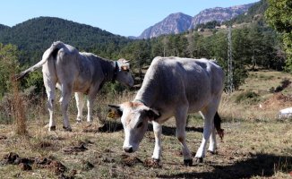 Fear in Berguedà and Ripollès that a company will make a big elitist hunting ground