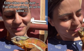 The tender gesture of an iguana with its owner before dying: "Rest old friend"
