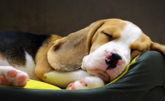 How to Teach a Dog Puppy to Sleep Through the Night
