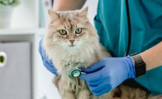 The benefits of spaying and neutering cats