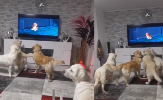 The tender reaction of several Golden Retrievers when seeing the legendary scene from the movie 'Lady and the Tramp'