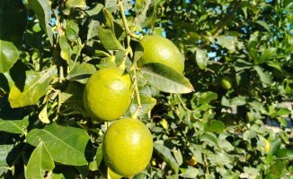 Alicante farmers report that they hardly sell lemons due to low prices
