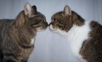 New data on communication between cats, with bacteria odors from their anal glands