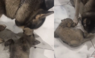 He records how they abandon a puppy in the middle of the road and his Husky decides to adopt him