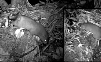 A nearly extinct giant rat that opens coconuts with its teeth is rediscovered in the Solomon Islands