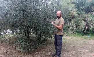 They steal the olives from a farmer in Vilallonga del Camp the day before the harvest begins