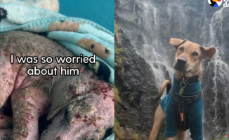 They rescue a little dog whose fur had turned into a stone