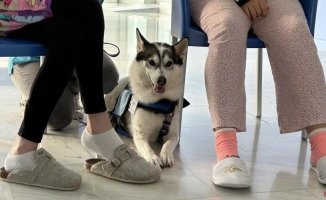 The Mataró Hospital improves the self-esteem of adolescents with disorders with dogs