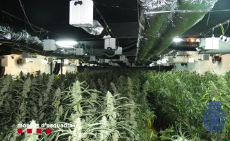 A marijuana plantation in an old gardening company in Llagostera has been dismantled