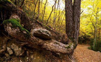 The natural sculptures of the Vall de Gresolet