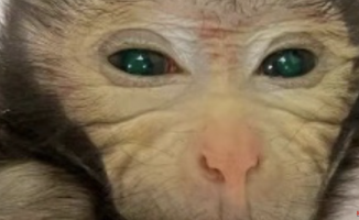 The world's first monkey formed with embryonic stem cells from two animals is born in China