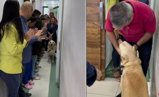 The emotional farewell of doctors to a Golden Retriever after surviving a gunshot and three surgeries