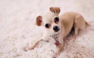 Dog allergy | Symptoms, causes and treatment