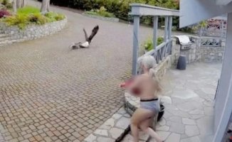 Lone Woman Faced Bald Eagle to Save Her Goose