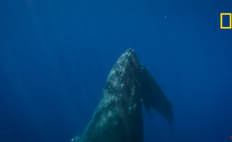 This is the incredible birth of a humpback whale, recorded for the first time in history