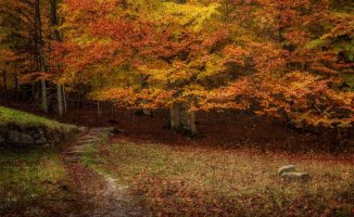 The magical silence of autumn in Conangles