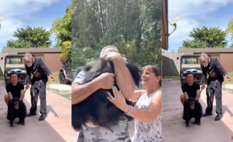 The emotional reaction of a chimpanzee when reunited with the family that raised him
