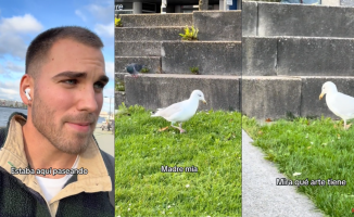 A boy meets an "Andalusian" seagull in Rotterdam: "My goodness, what a rhythm"