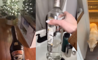 He comes home and finds his dog drunk after drinking a bottle of alcohol: "It's not funny"