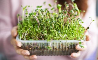 Microgreens: what they are and why to include them on the menu