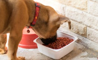The best food for your dog according to the OCU: not all of them are suitable for all breeds