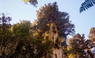 Chile renounces a road that would affect the Great Grandfather, perhaps the oldest tree in the world