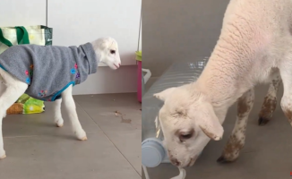 Ramses, the little earless goat who received a second chance