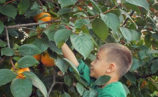 Agriculture 4.0: What the oranges of the future will be like in the Valencian Community