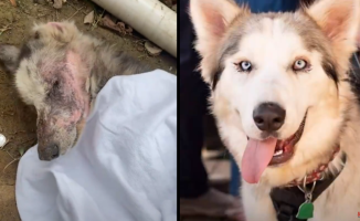 They rescue a Husky who couldn't open his eyes and a week later they discover the beautiful color he was hiding: "What a great transformation!"