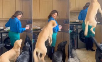 The jumping ability of a Labrador to convince its owner to give it food