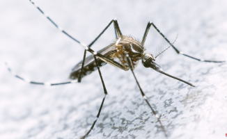 Salut detects two cases of dengue in Malgrat de Mar