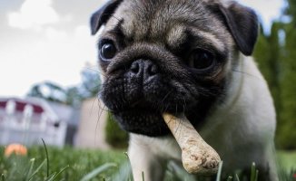 Pets: the foods you can never give your dog because it affects its health