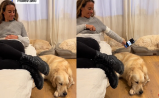 Shake your Golden Retriever at the sound of a fly and this is the animal's reaction