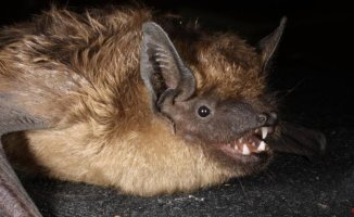 First known mammal to reproduce without penetration: a bat with a huge penis