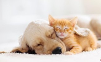 Pets: why they are allies to achieve well-being