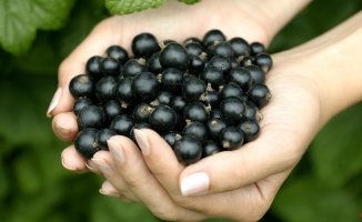 Why you should eat blackcurrant after 50