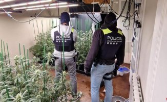 They dismantle a criminal organization that grew marijuana in a home in Alella
