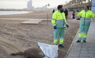 A dead dolphin appears on a beach in Barcelona