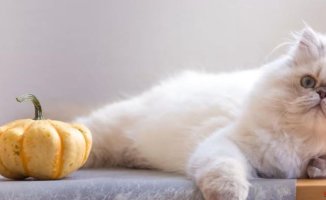 Different breeds of cats and which one may be right for your family