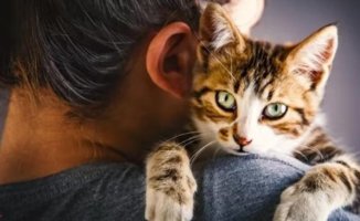 How to prevent common diseases in cats and keep them healthy