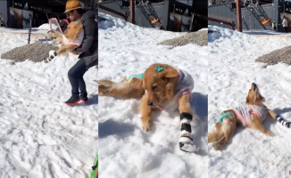 The happiness of a paralyzed golden retriever when playing with the snow: "A pinch in the heart"