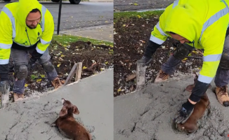 A dog jumps on some construction sites with wet cement and doesn't want to get out: "He wants to be a statue"