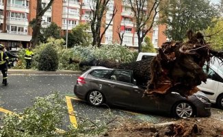 A 23-year-old girl dies when a tree falls on her in the center of Madrid when she was crossing a street with her parents