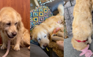 A golden retriever, forced to have children, is separated from her puppies and a stuffed animal changes her life