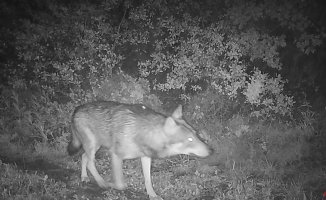 First and only photo of the wolf that approached Barcelona