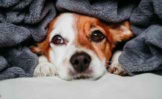 How to choose and prepare your dog's house for winter