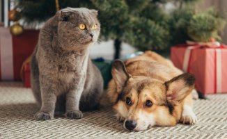 Gift ideas for dogs and cats at Christmas and Three Wise Men